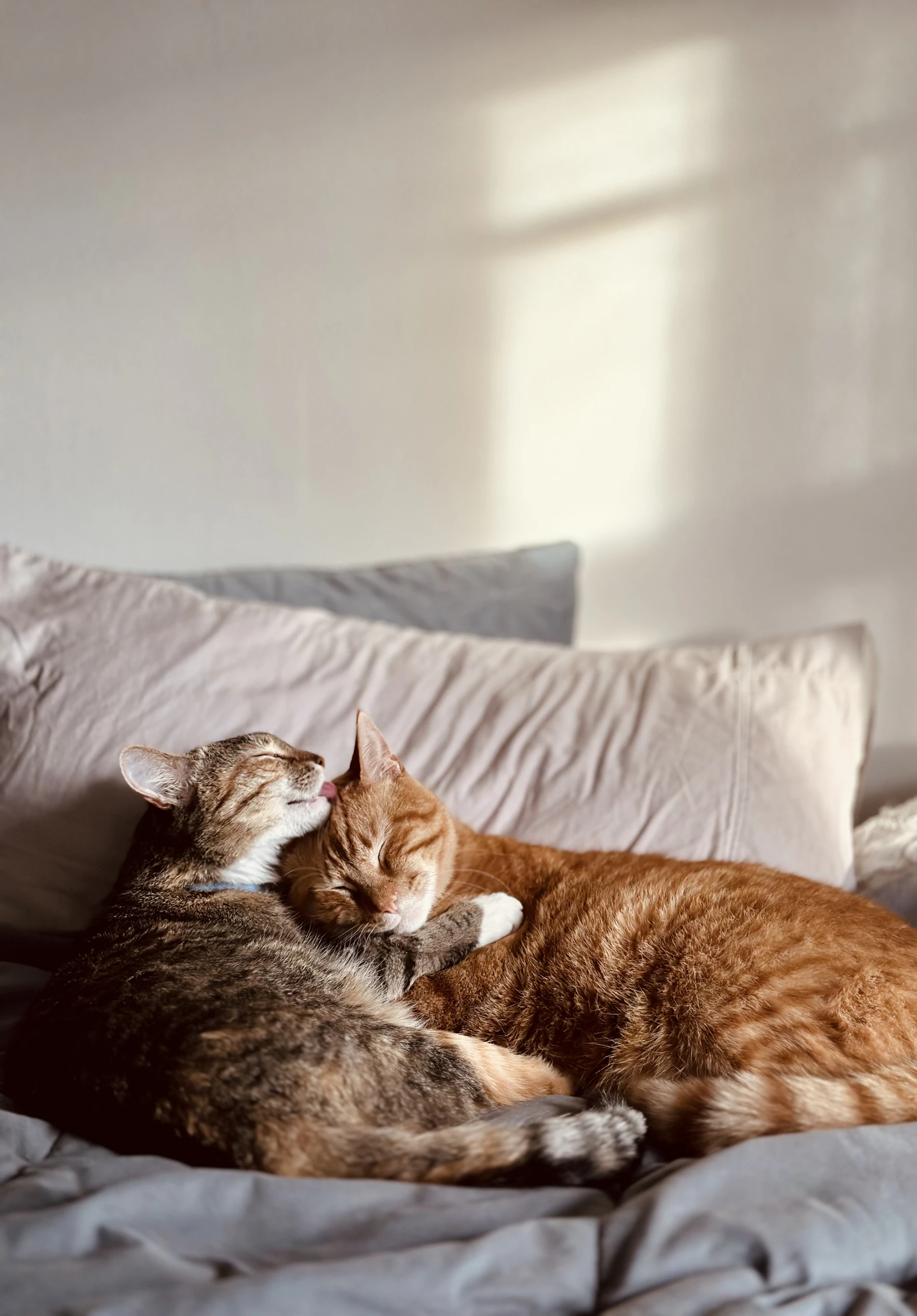 gửi mèo qua đêm đà nẵng