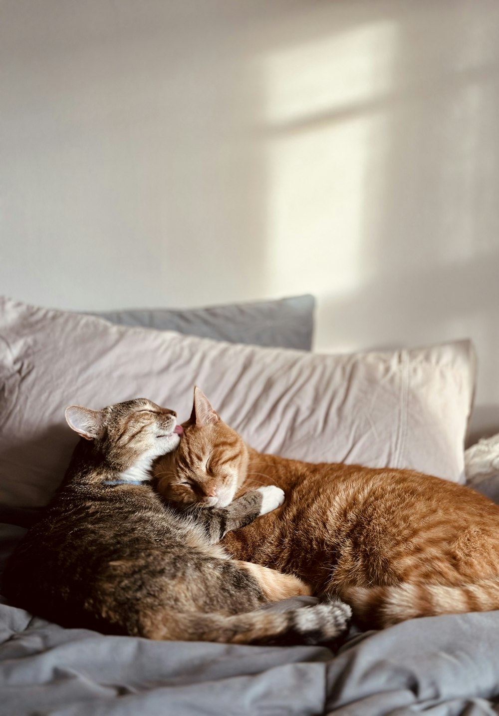 two cats lying on a couch