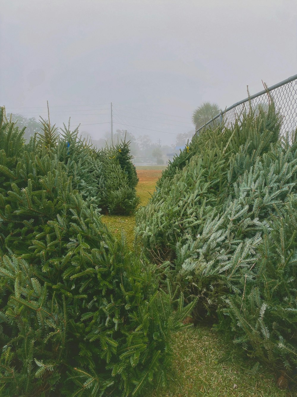 a group of plants next to a fence