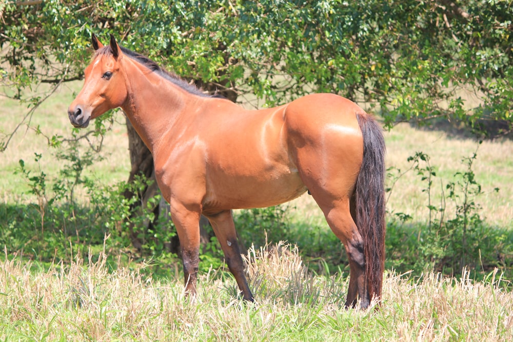 a horse standing in a field