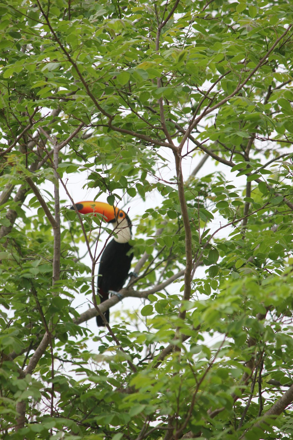 a bird eating a frisbee