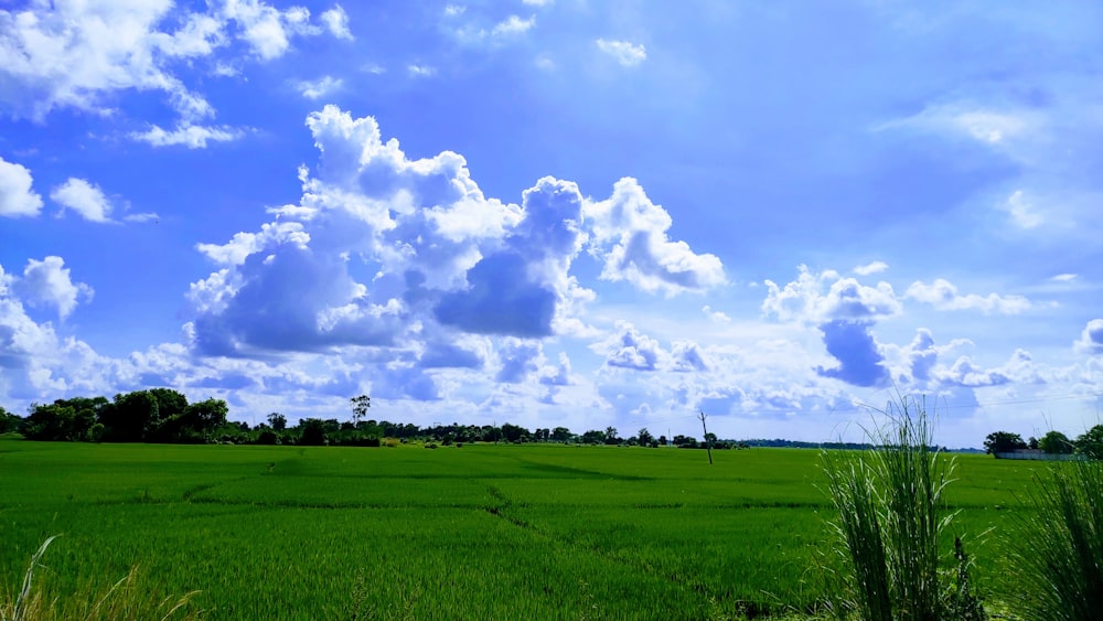 a large green field with trees and blue sky