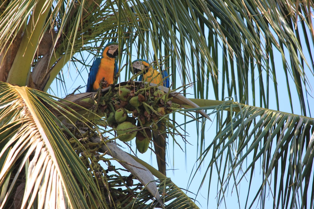 a group of birds on a tree branch