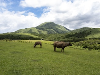 A serene morning view of water buffalo grazing in a lush green pasture.