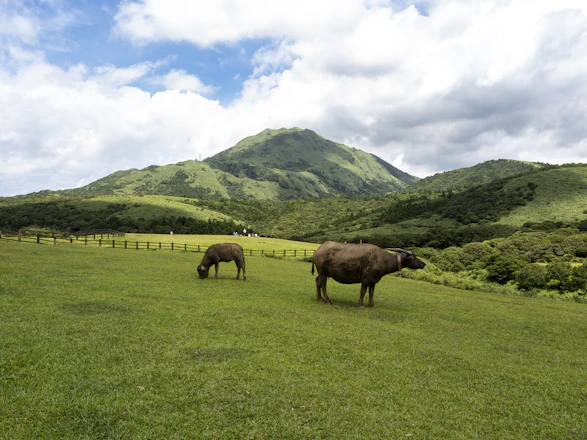 A smiling farmer tending to healthy buffaloes in a lush green pasture.