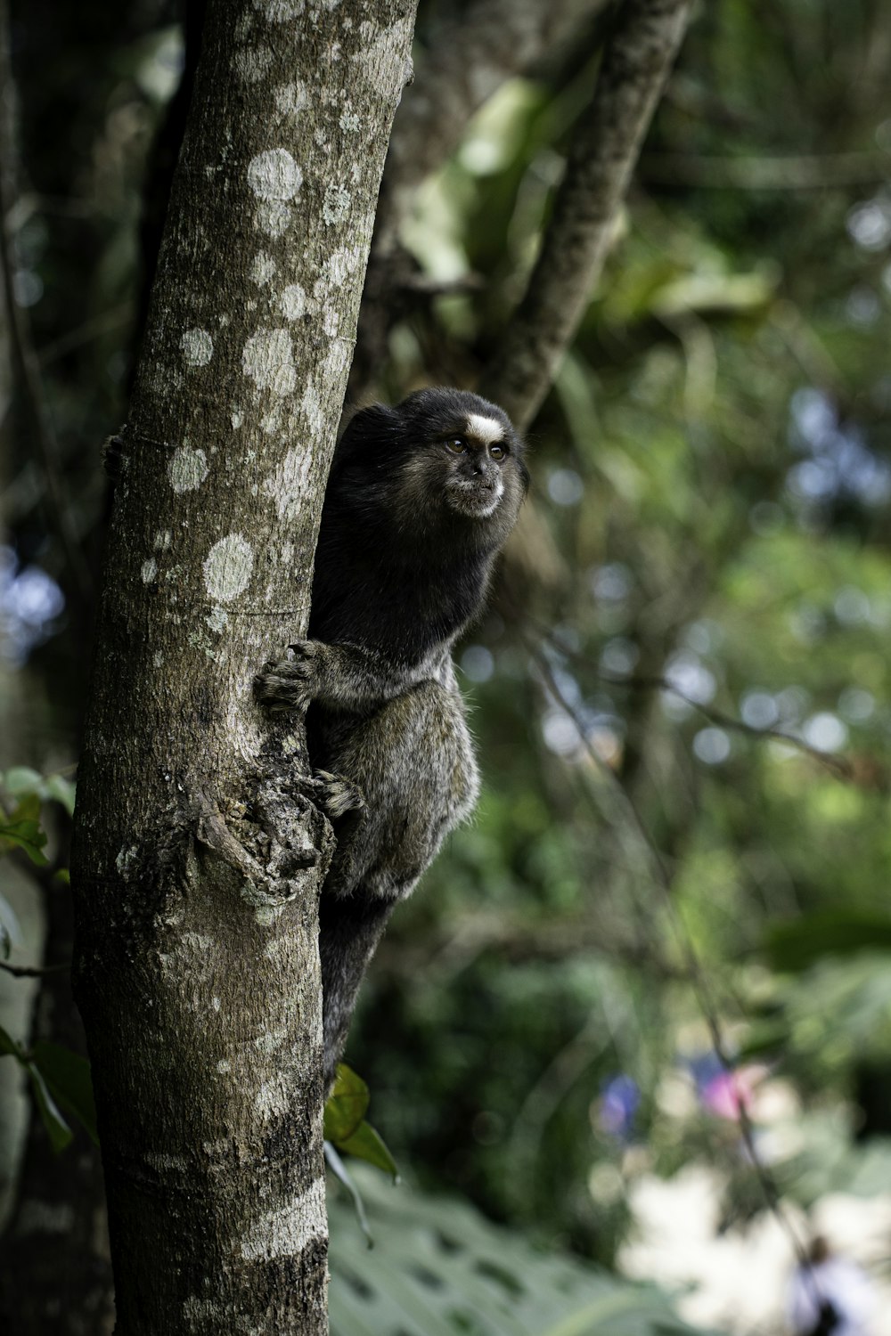 an animal on a tree