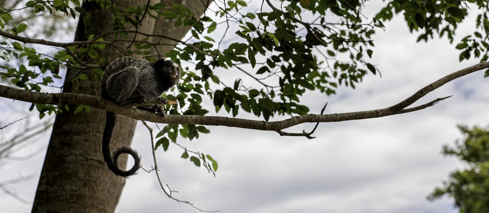 a koala bear in a tree