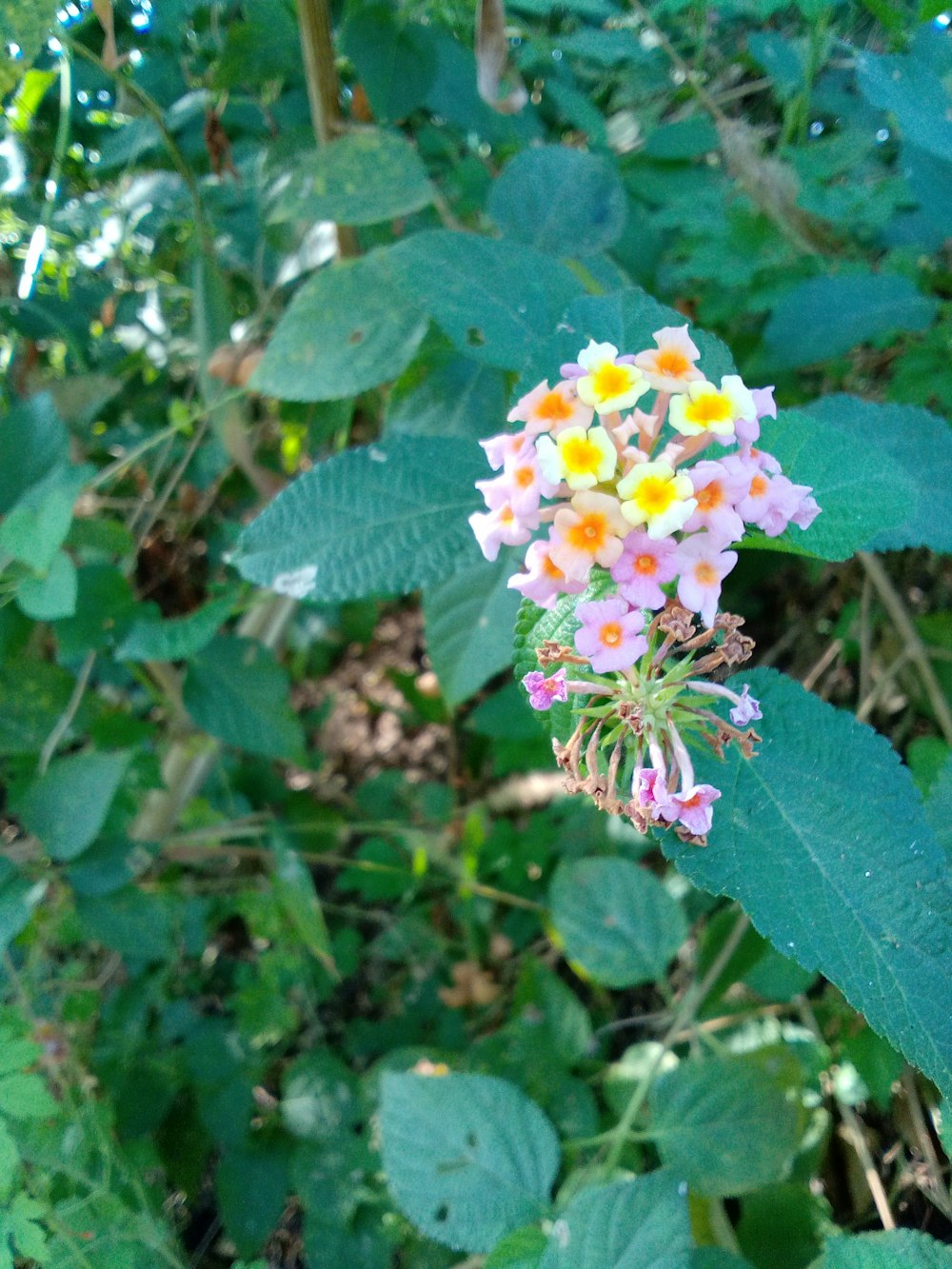 a close-up of some flowers