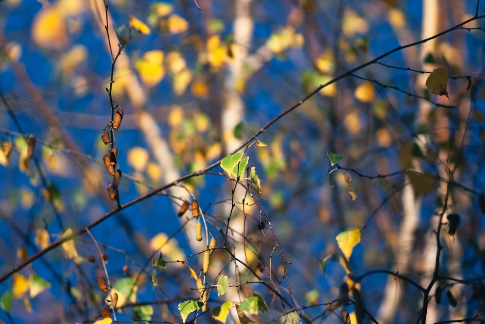 a close up of a tree branch