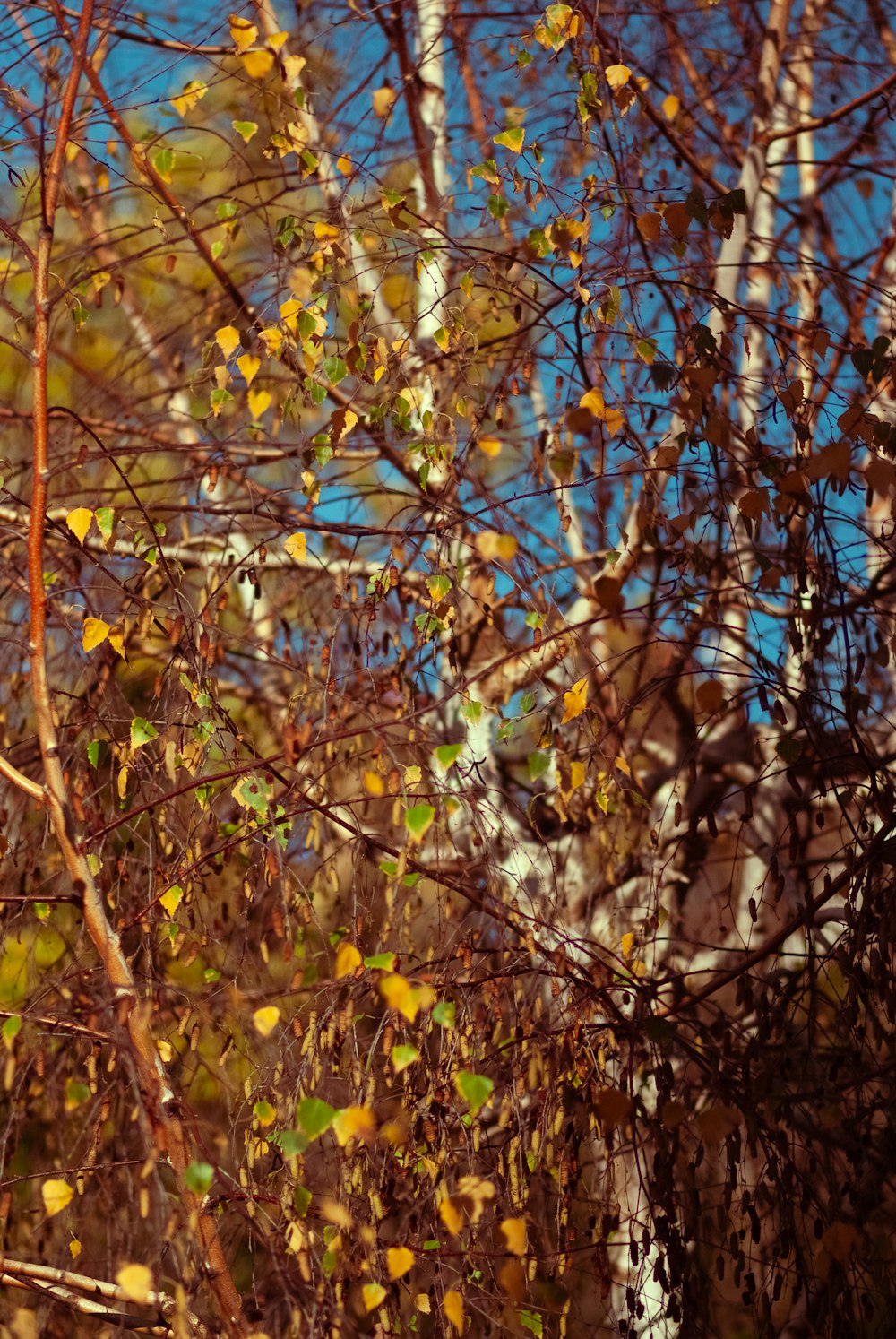 a tree with branches and leaves