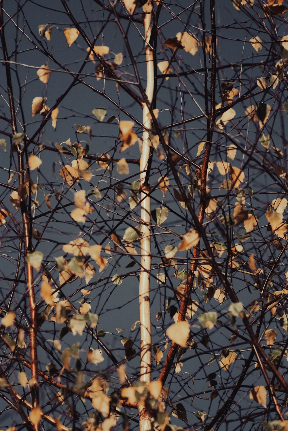 a tree with yellow leaves