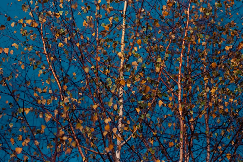 a tree with yellow leaves