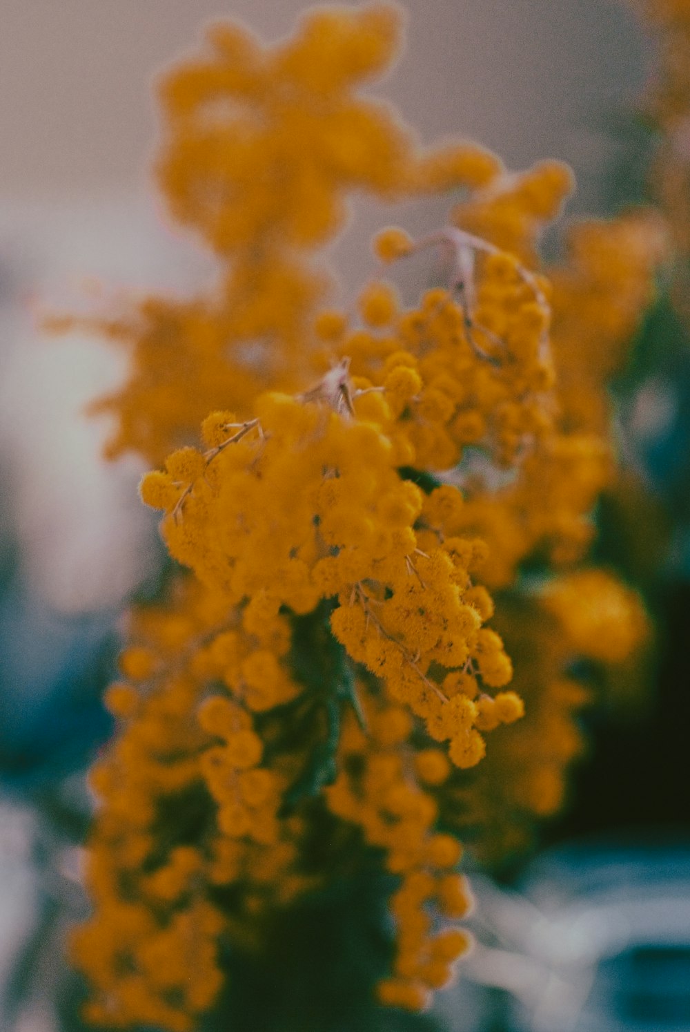 a close up of a yellow flower