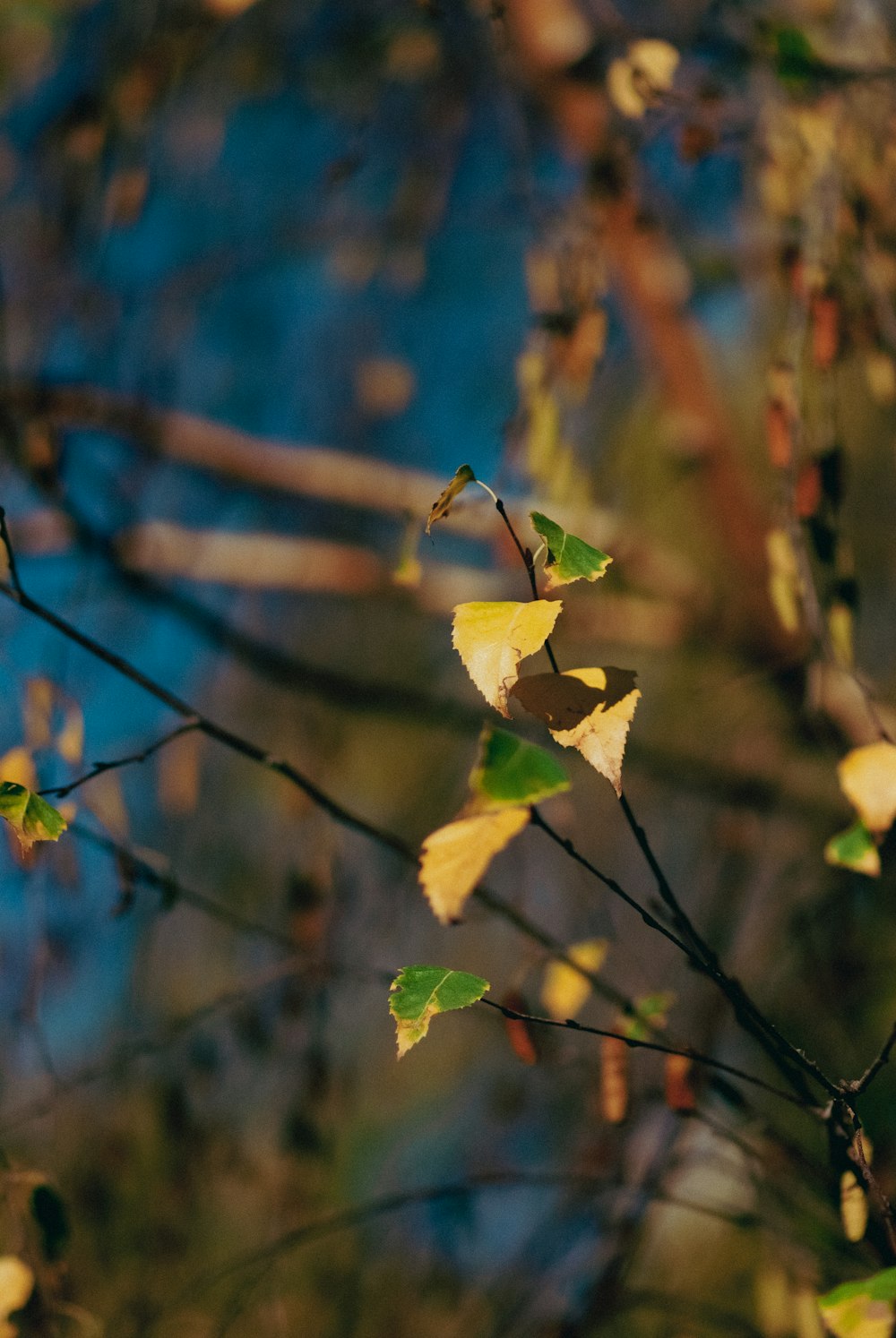 a close up of leaves on a tree branch