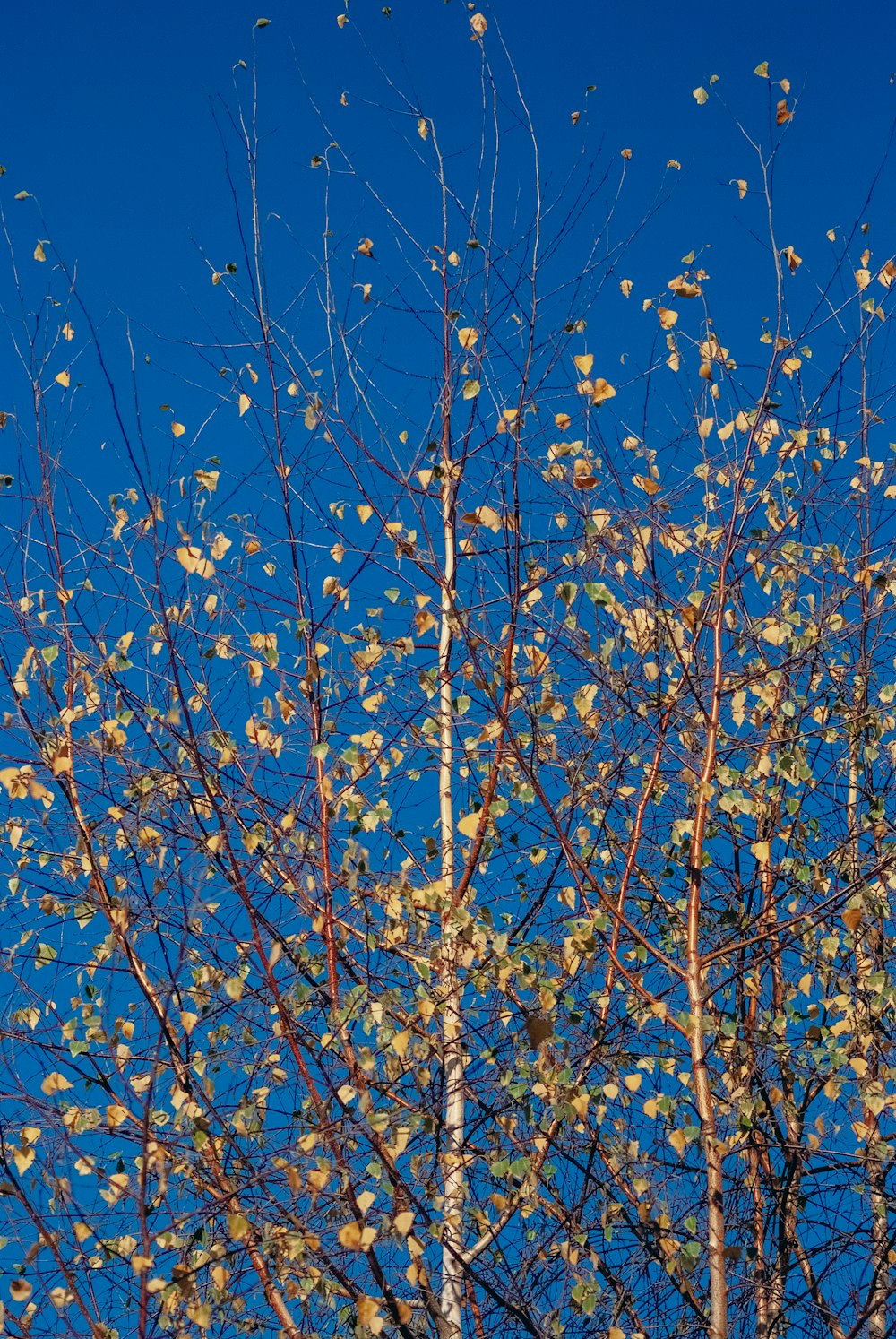 a tree with yellow leaves