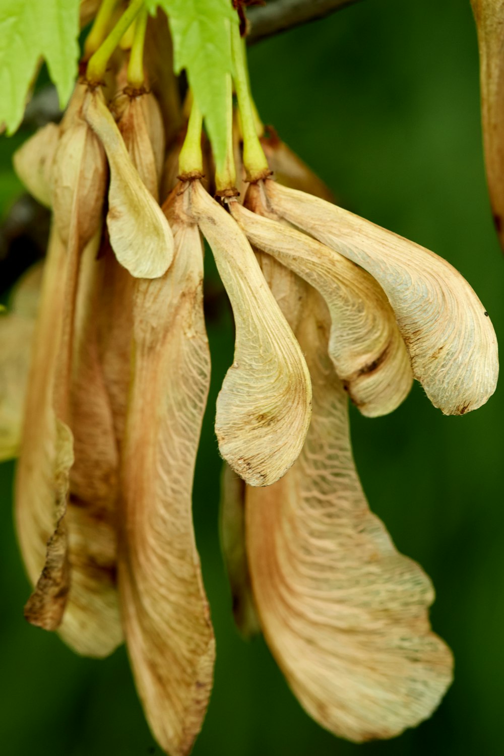 a close-up of a flower