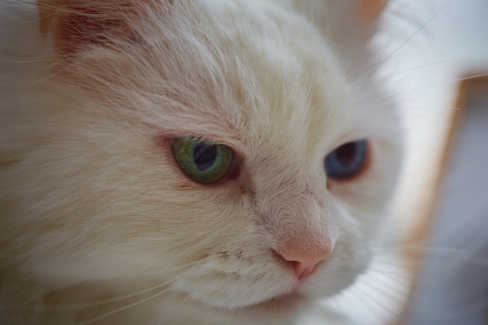 a cat with green eyes