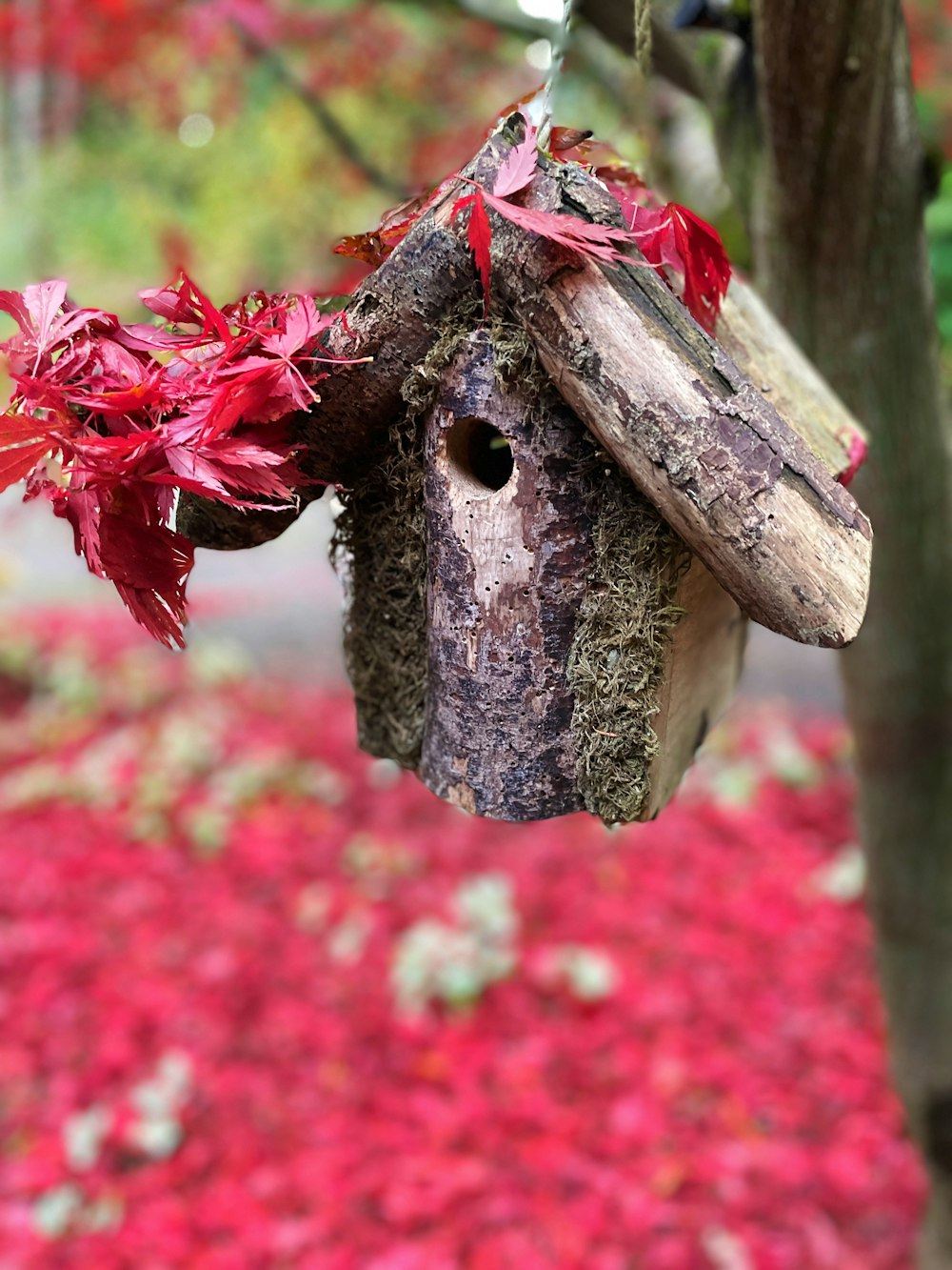 a moth on a tree