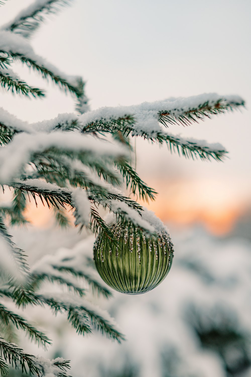 a pine tree with a snow covered pine cone