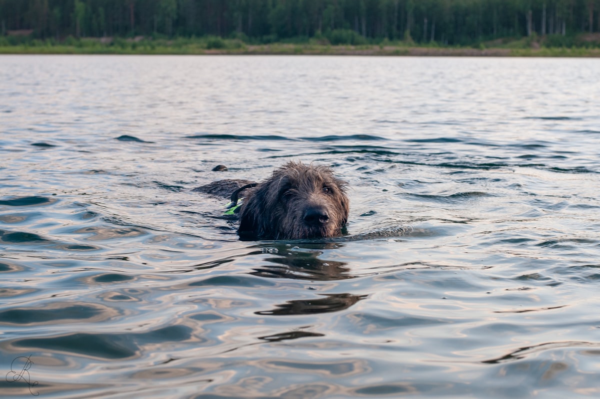Dog swimming in lake water