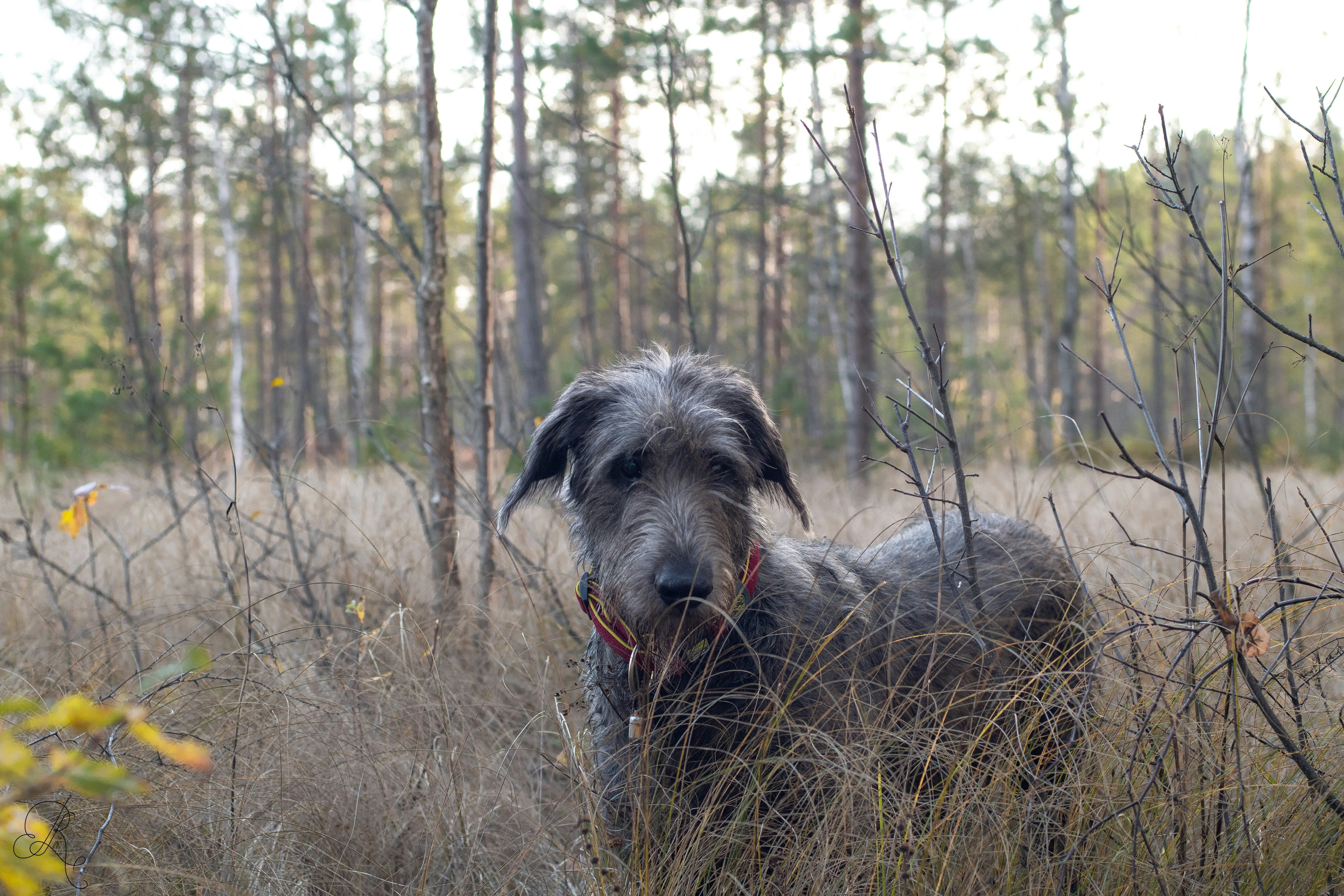 Photo by nataliaraylenegusakova