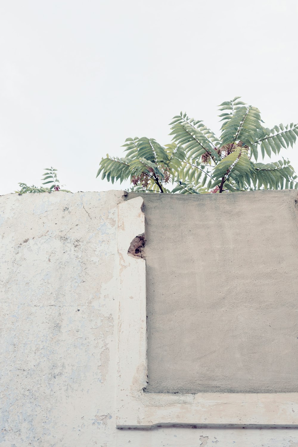 a tree growing out of a concrete wall