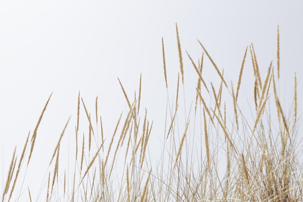 a field of wheat