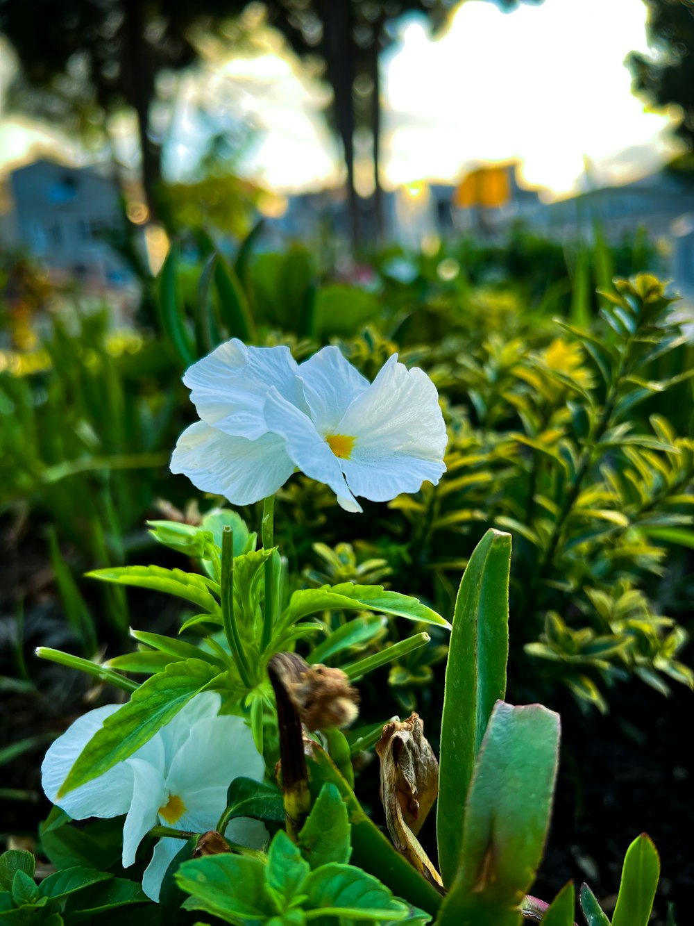 a white flower in a field