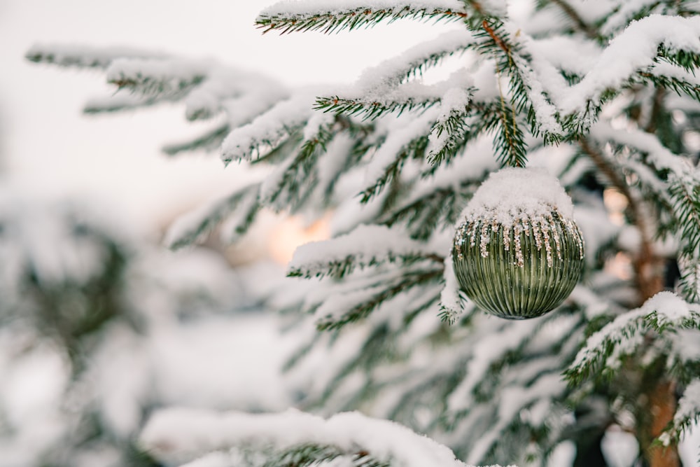 a pine tree with a pine cone