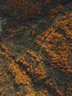 Bird’s-eye view of a winding road through golden autumn trees.