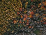 a close-up of some moss