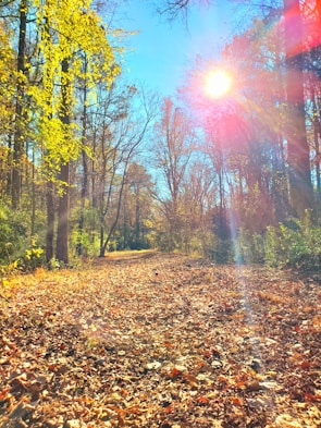 A vibrant framed photo of a sunlit forest path with golden leaves scattered on the ground.