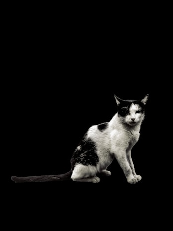 A graceful cat silhouette outlined by a string of pearls, set against a minimalist background.