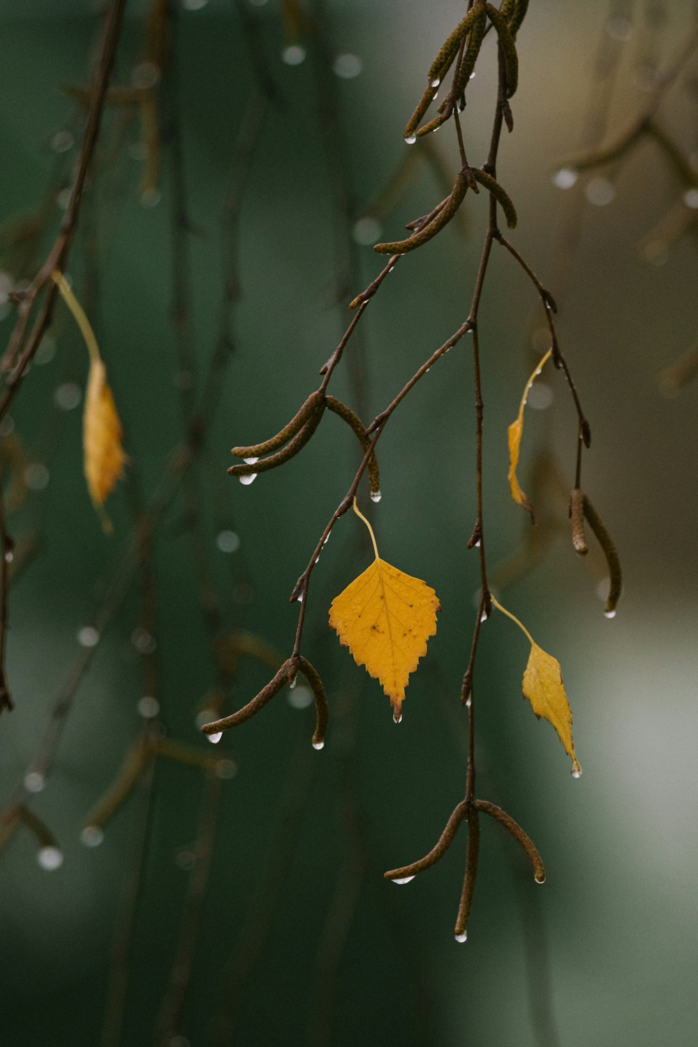 a close up of a plant