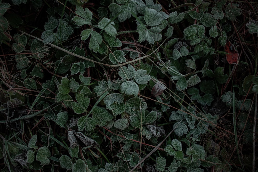 a group of plants with red flowers