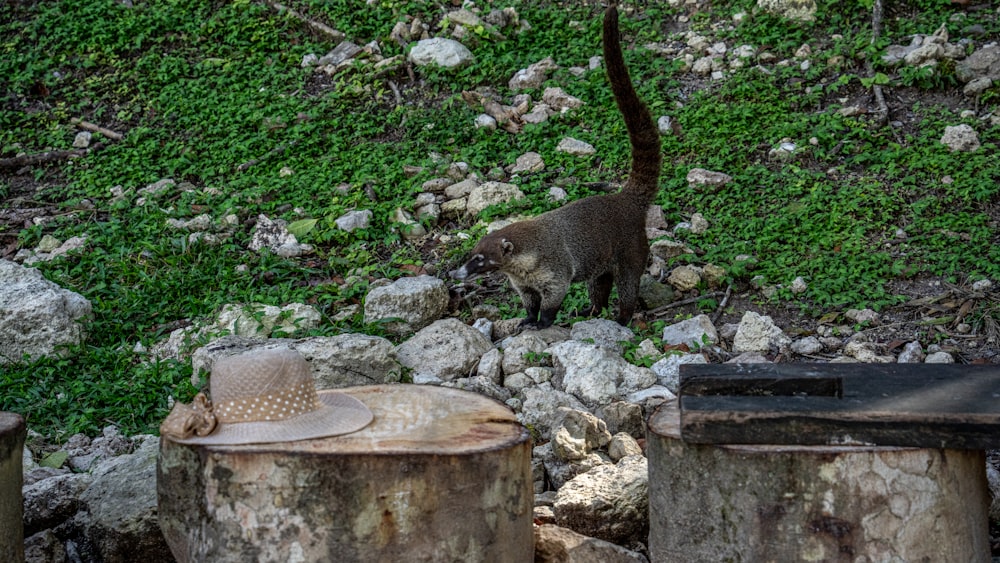 Un par de animales en una zona rocosa