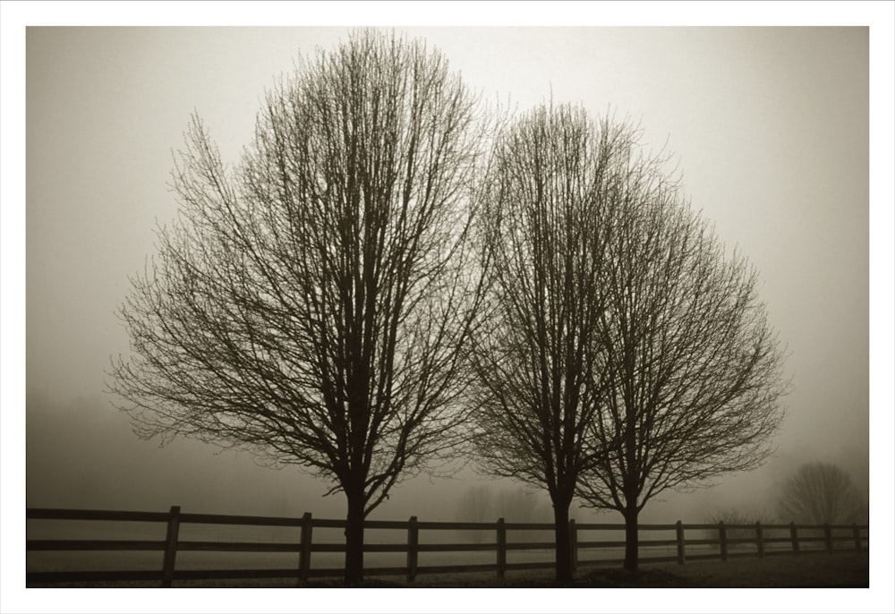 a group of trees in a foggy field