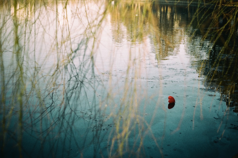 red balls floating in water