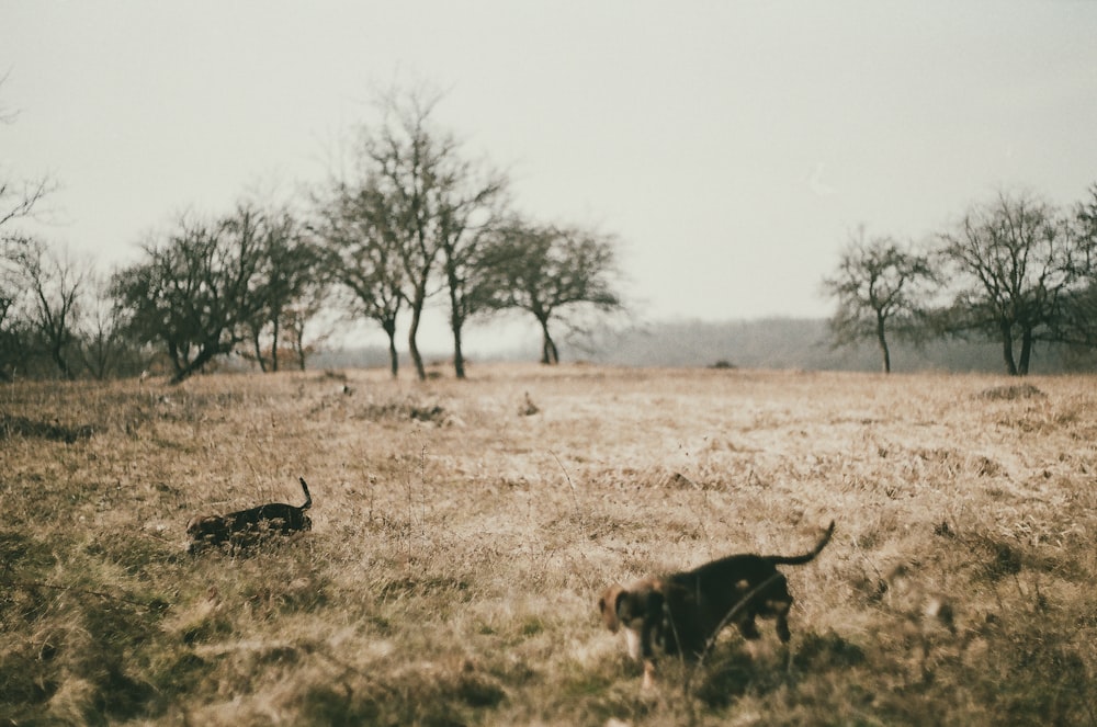 a group of animals in a field