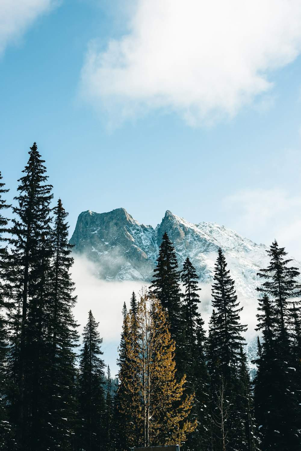 a group of trees in front of a mountain