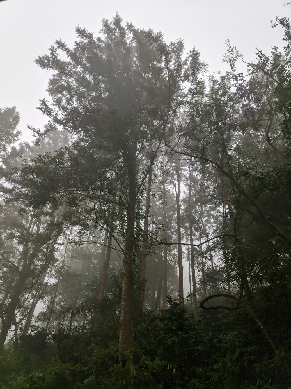 a group of trees with fog
