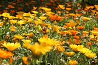 a field of yellow flowers