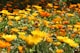 a field of yellow flowers