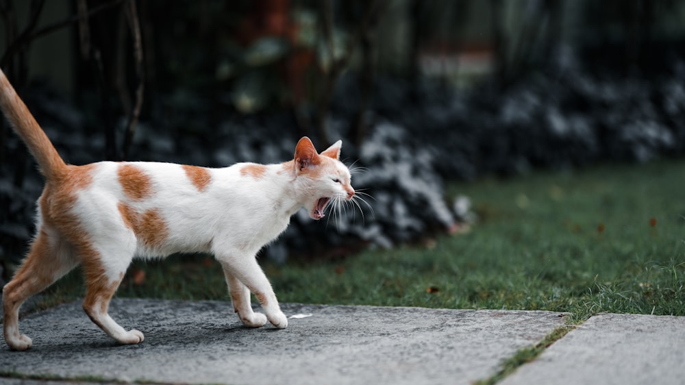 a cat with a kitten in its mouth