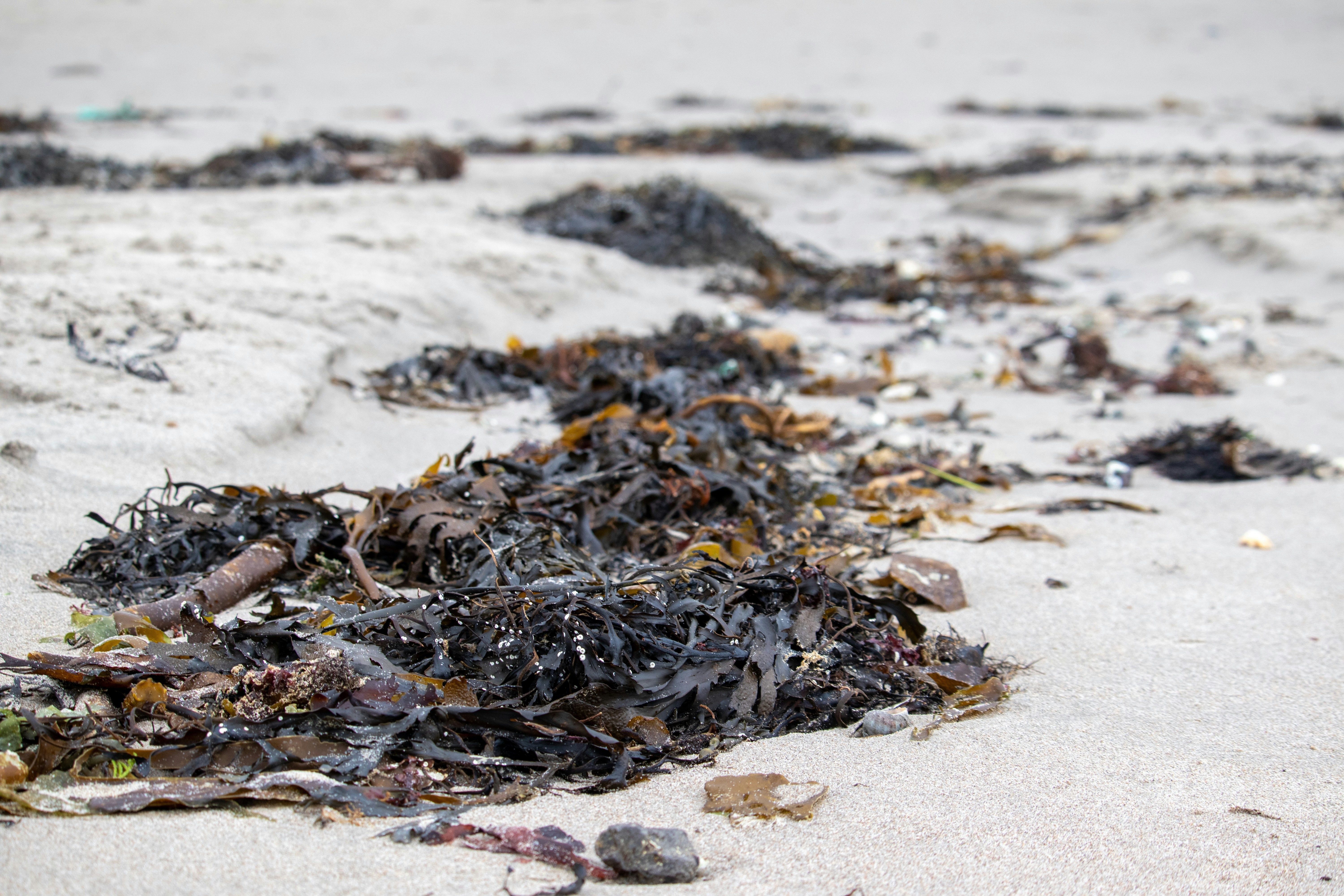 Plaže na Floridi mogle bi preplaviti alge
