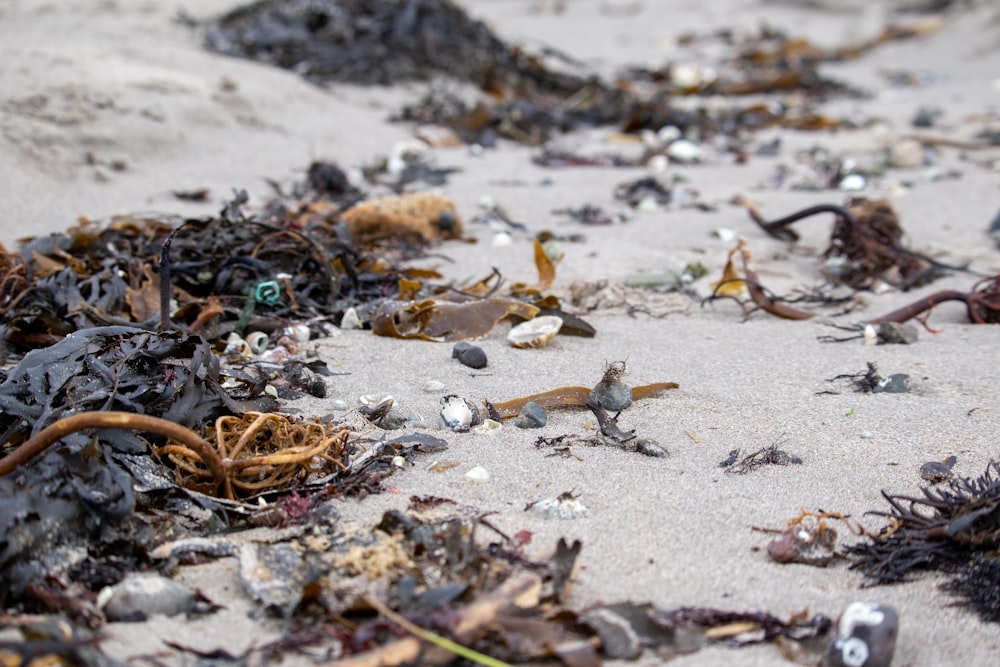 a crab on the sand