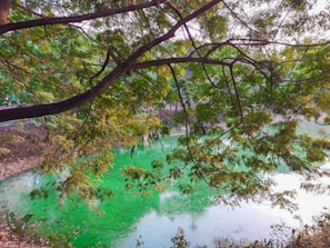 A calm outdoor scene with gentle greenery and soft shadows reflecting the brand's color palette.