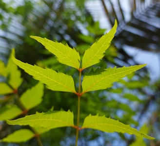 a close-up of a plant