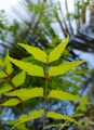 a close-up of a plant
