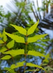 a close-up of a plant